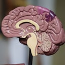 Brain Icon